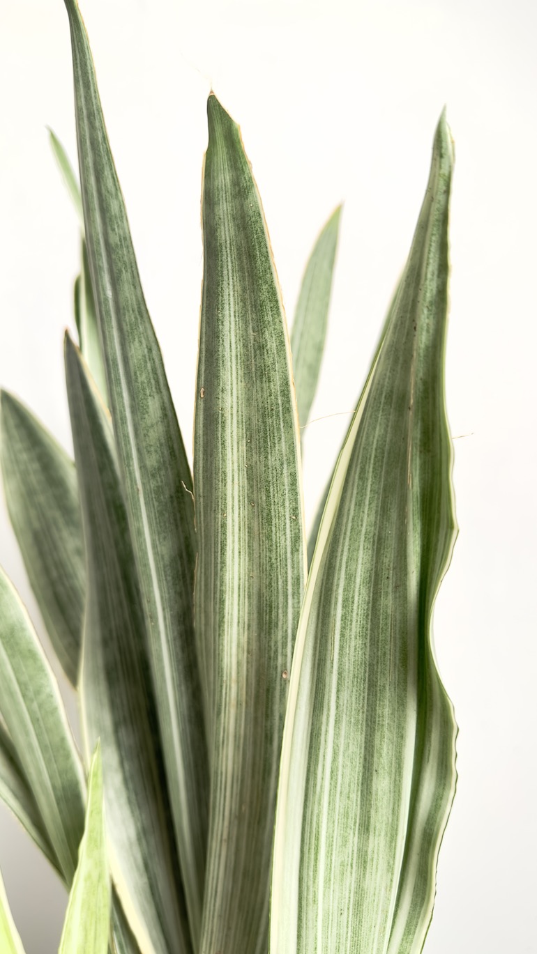 Sansevieria Metallica
