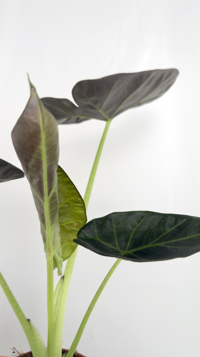Alocasia Regal Shield