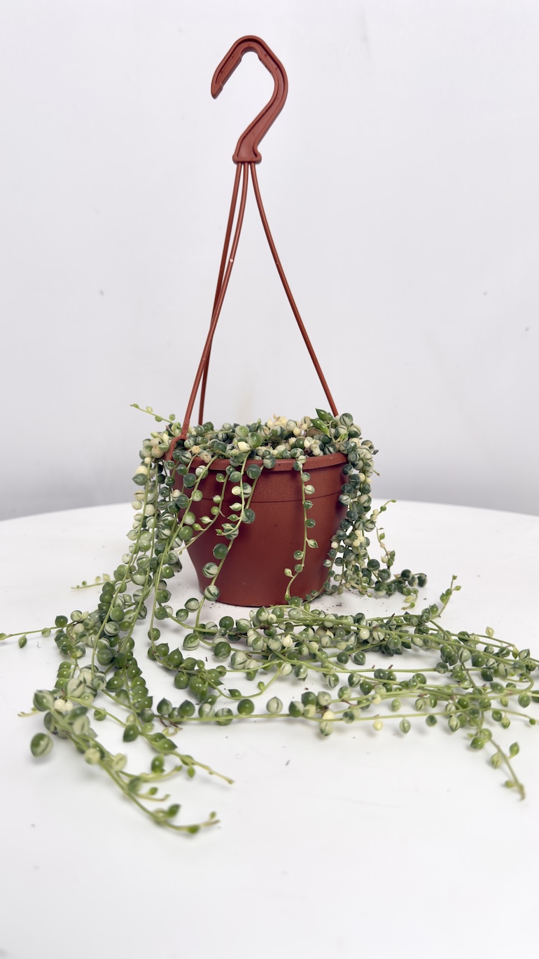 Senecio Rowleyanus Variegata | Sadzonka cięta