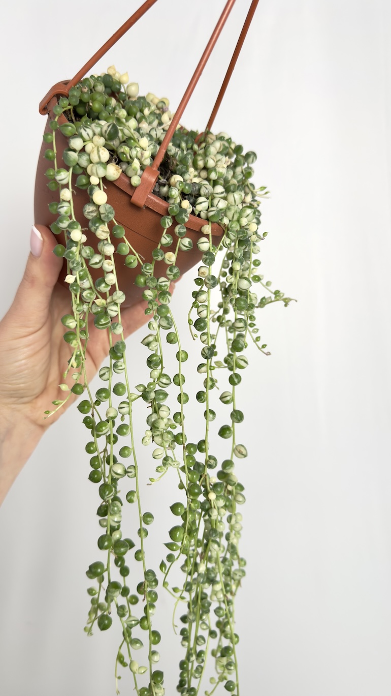 Senecio Rowleyanus Variegata | Sadzonka cięta