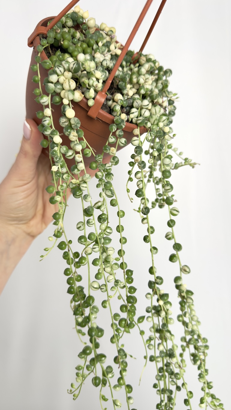 Senecio Rowleyanus Variegata | Sadzonka cięta