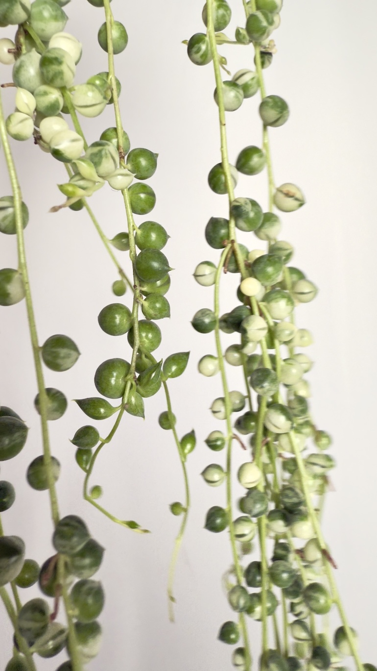 Senecio Rowleyanus Variegata | Sadzonka cięta