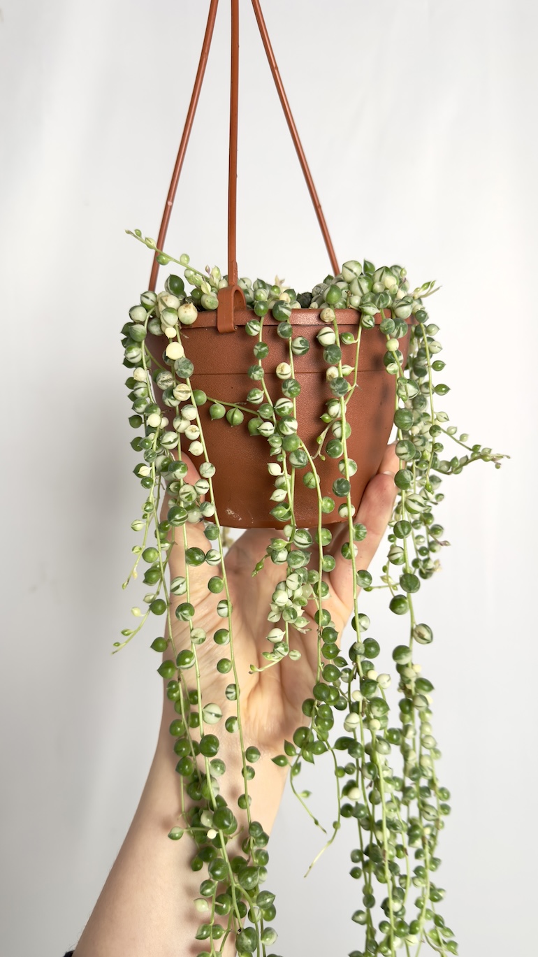 Senecio Rowleyanus Variegata | Sadzonka cięta