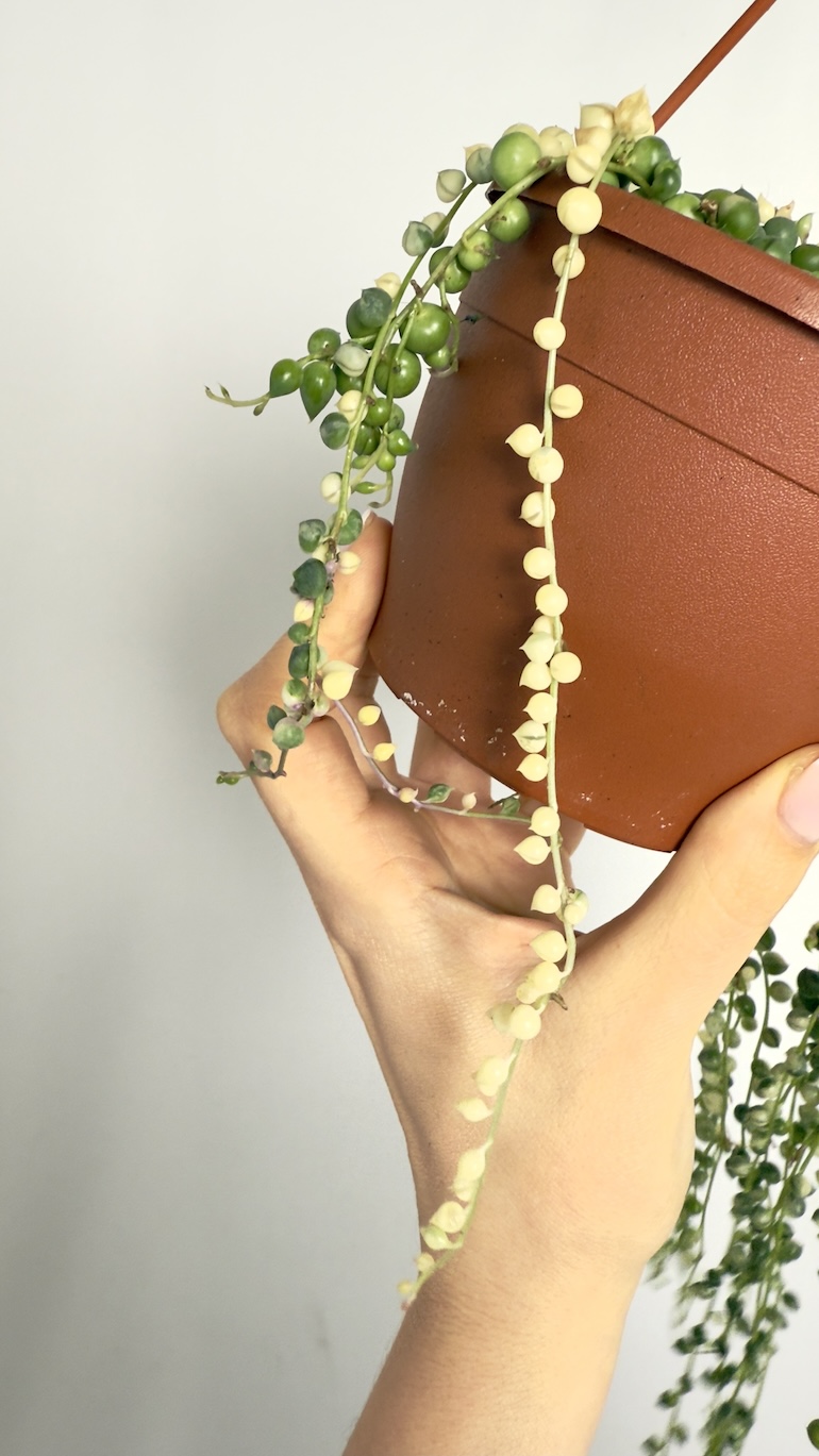 Senecio Rowleyanus Variegata | Sadzonka cięta