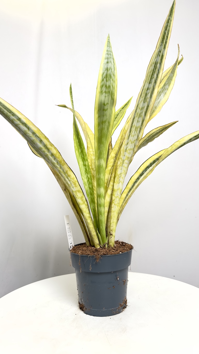 Sanseviera aubrytiana Laurena