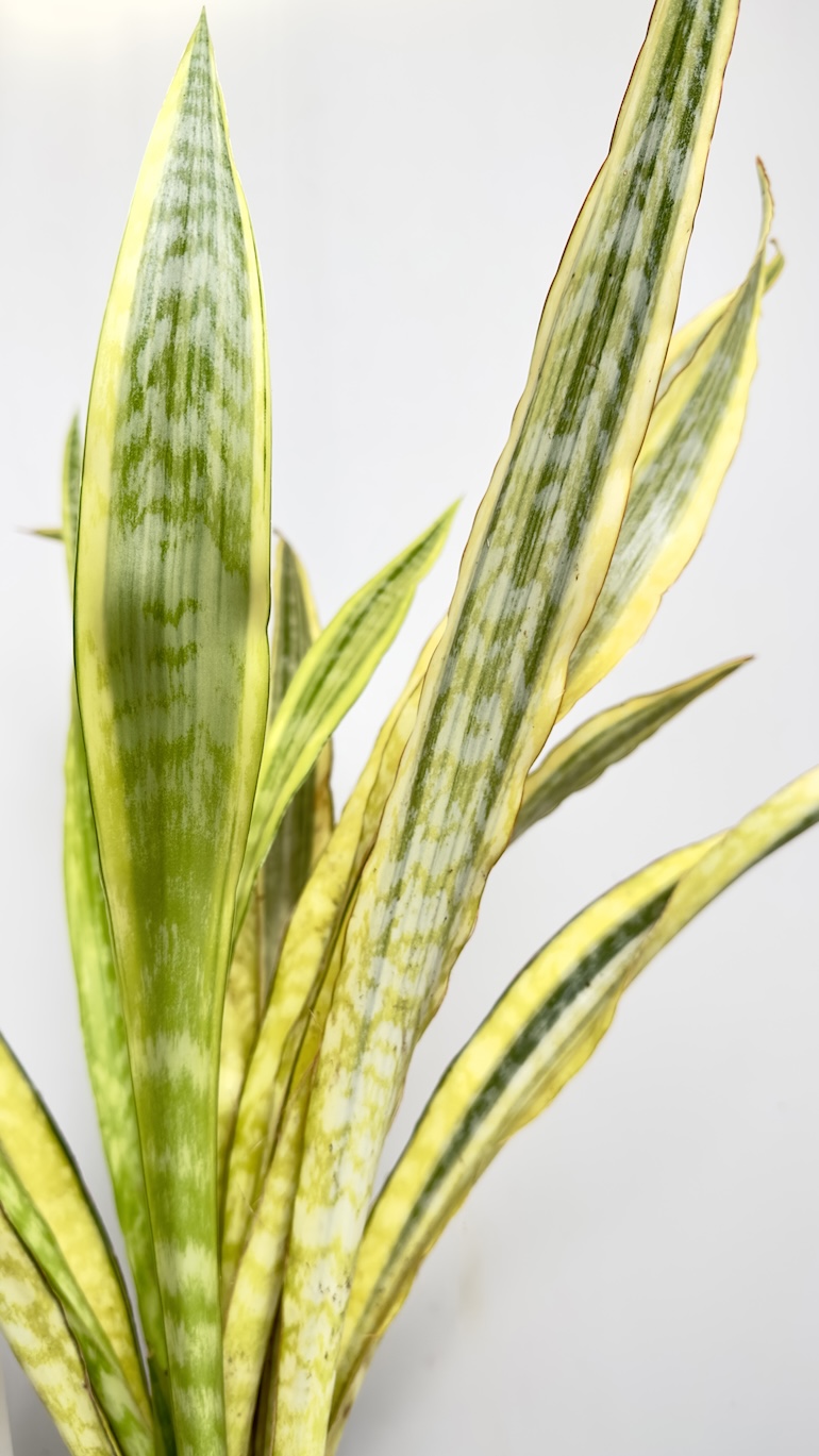 Sanseviera aubrytiana Laurena