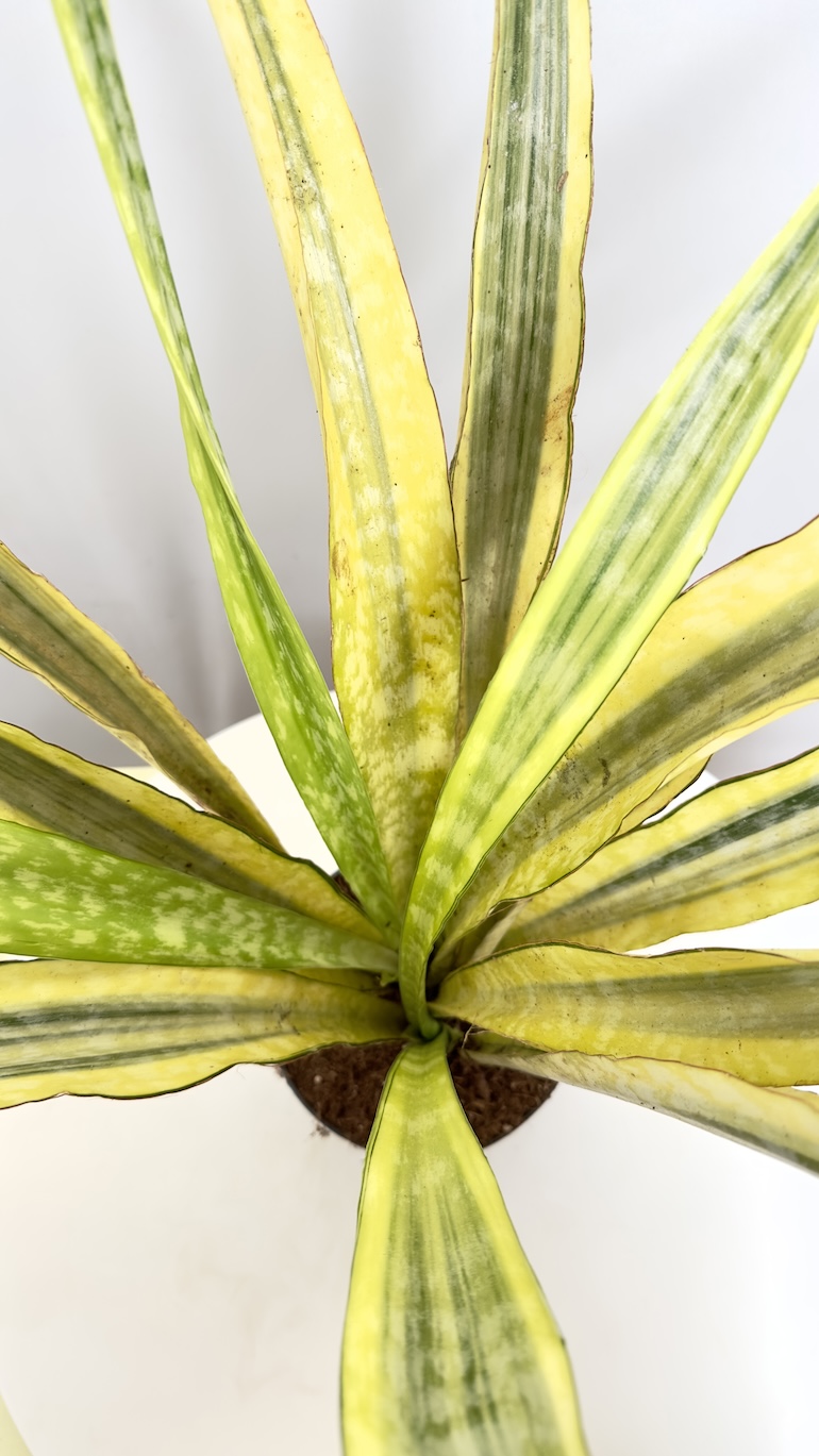 Sanseviera aubrytiana Laurena