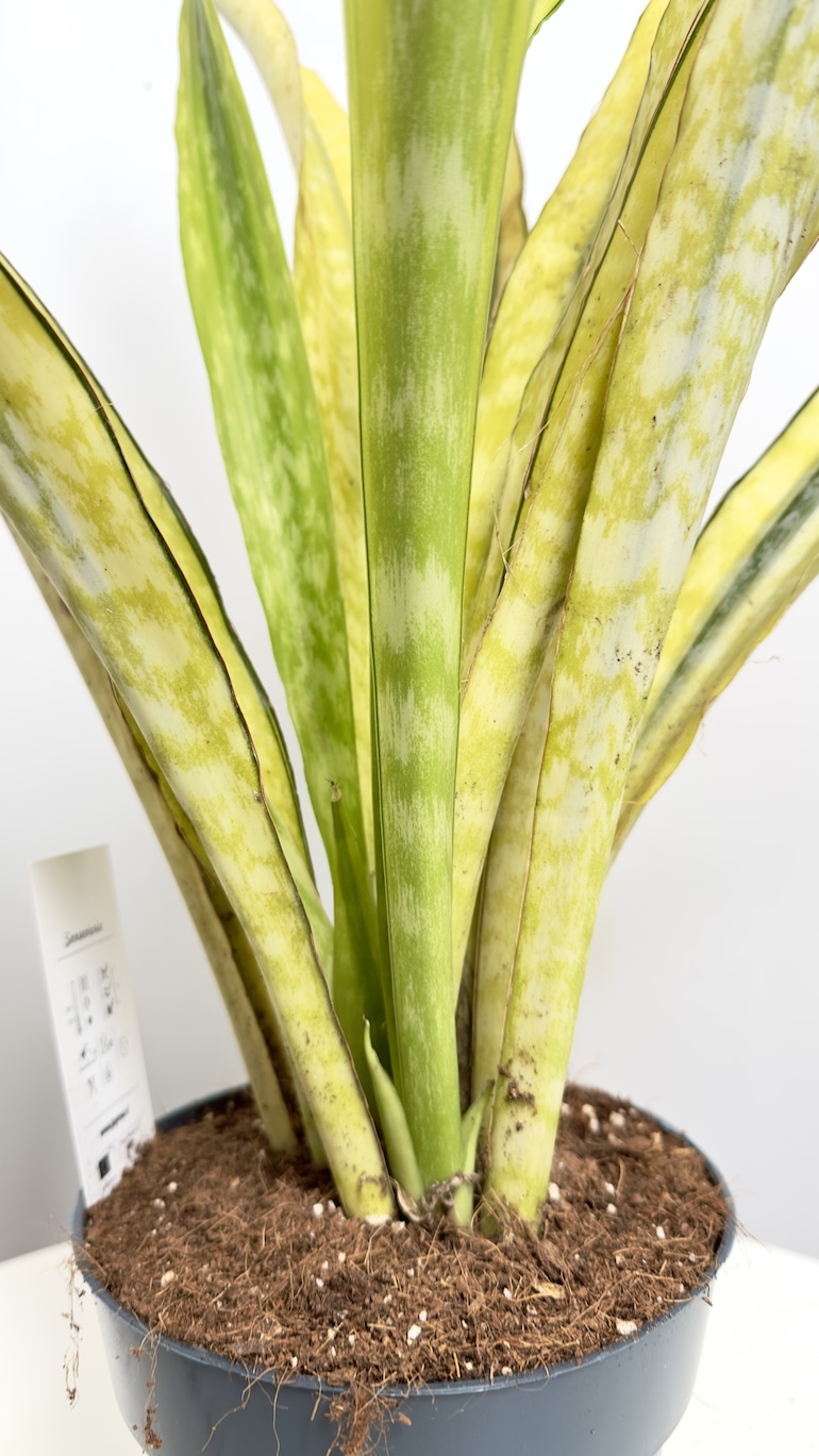 Sanseviera aubrytiana Laurena