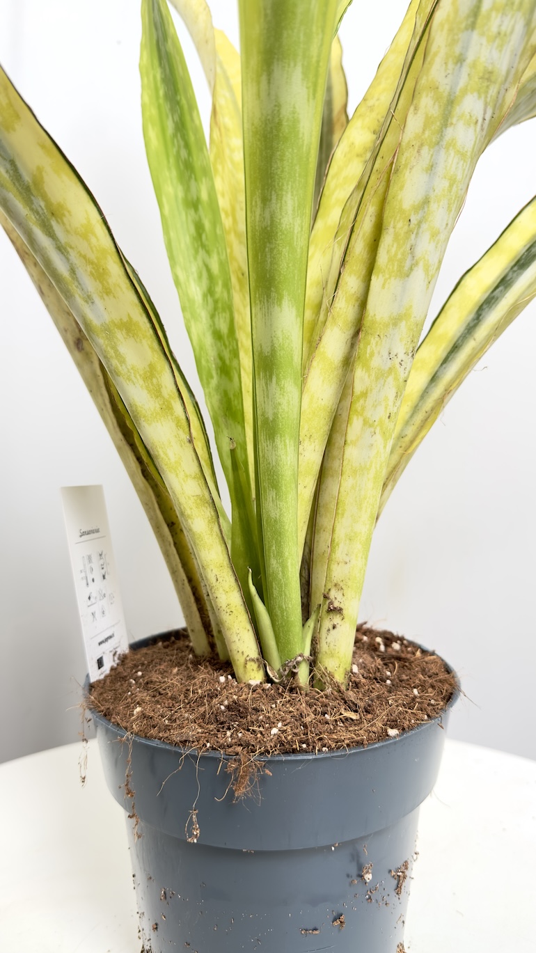 Sanseviera aubrytiana Laurena