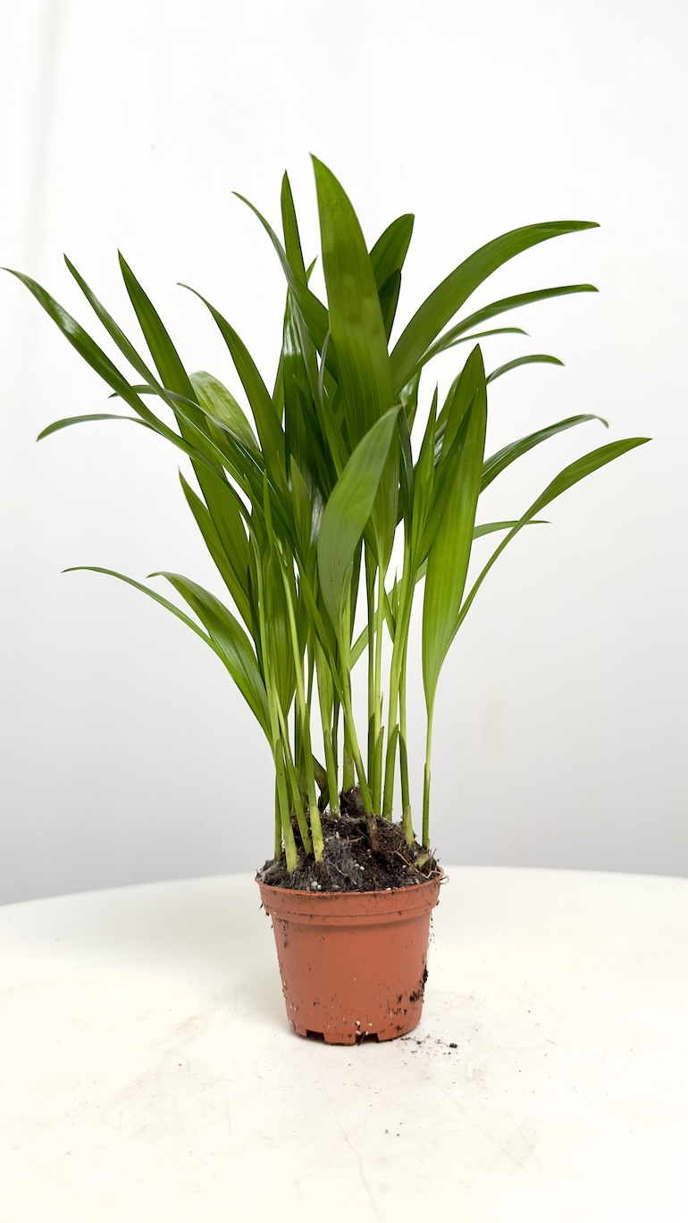 Areca Dyspis lutescens