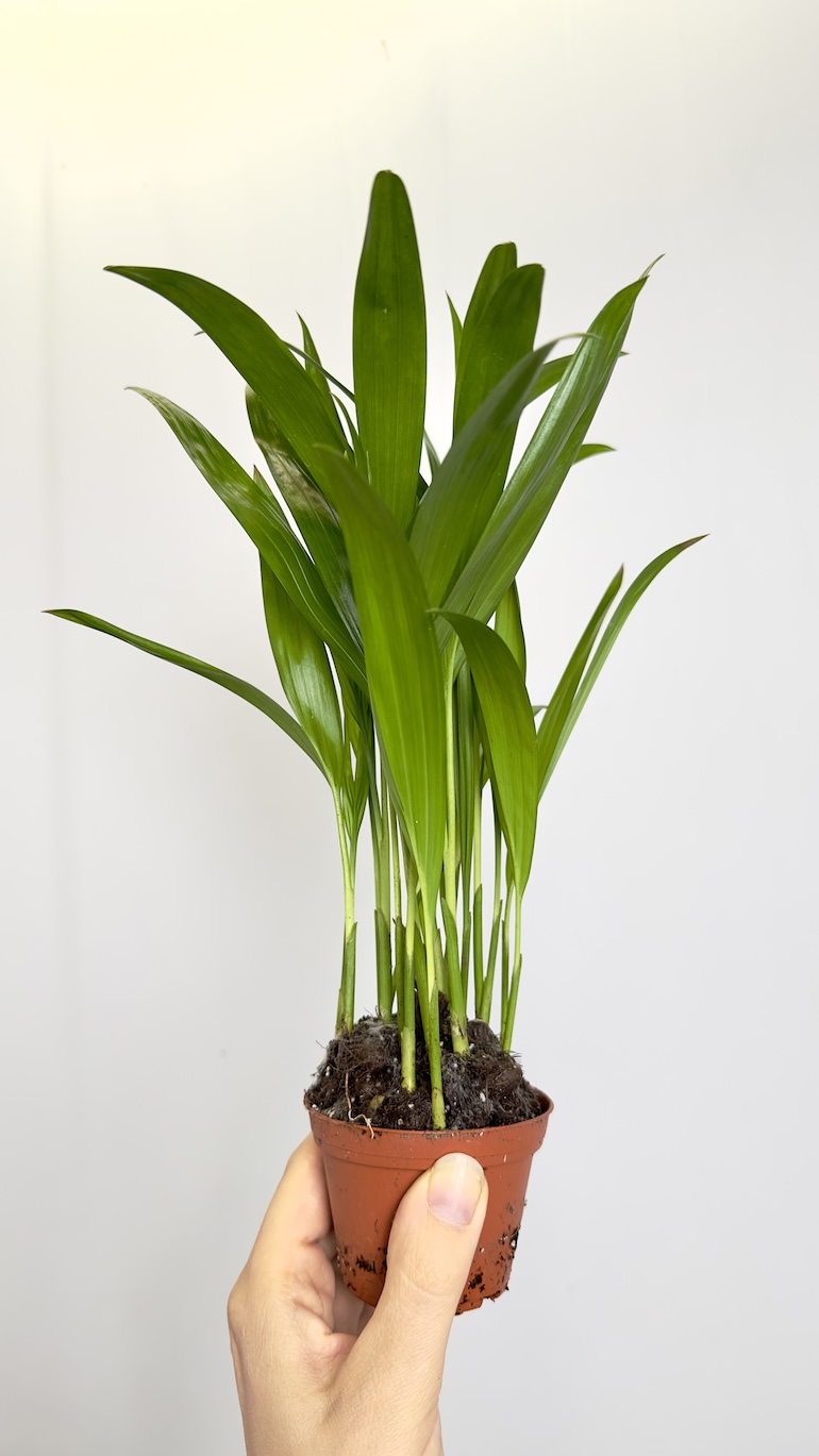 Areca Dyspis lutescens