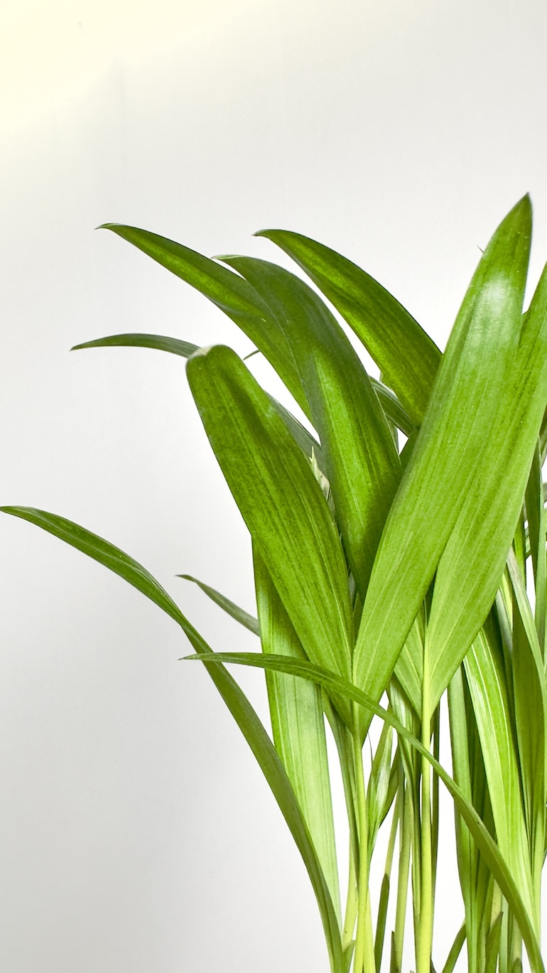 Areca Dyspis lutescens