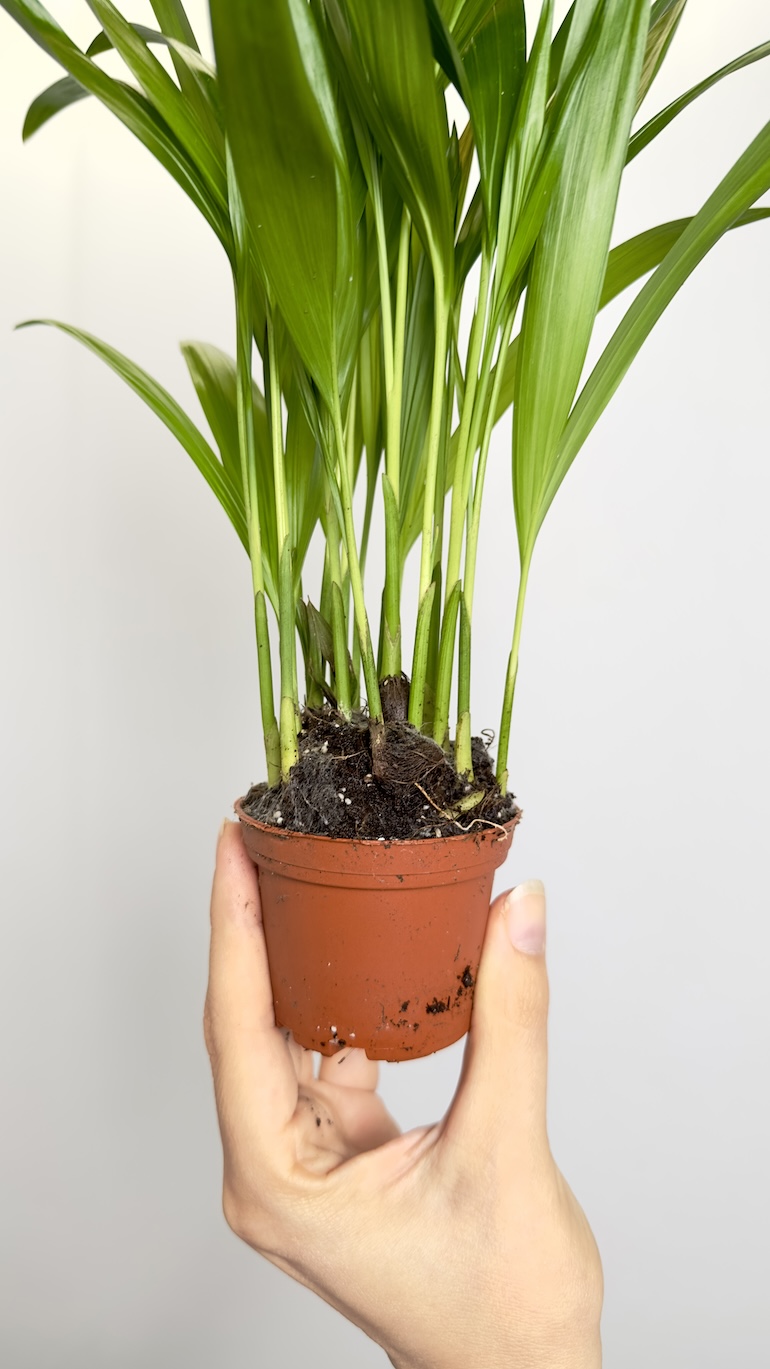 Areca Dyspis lutescens