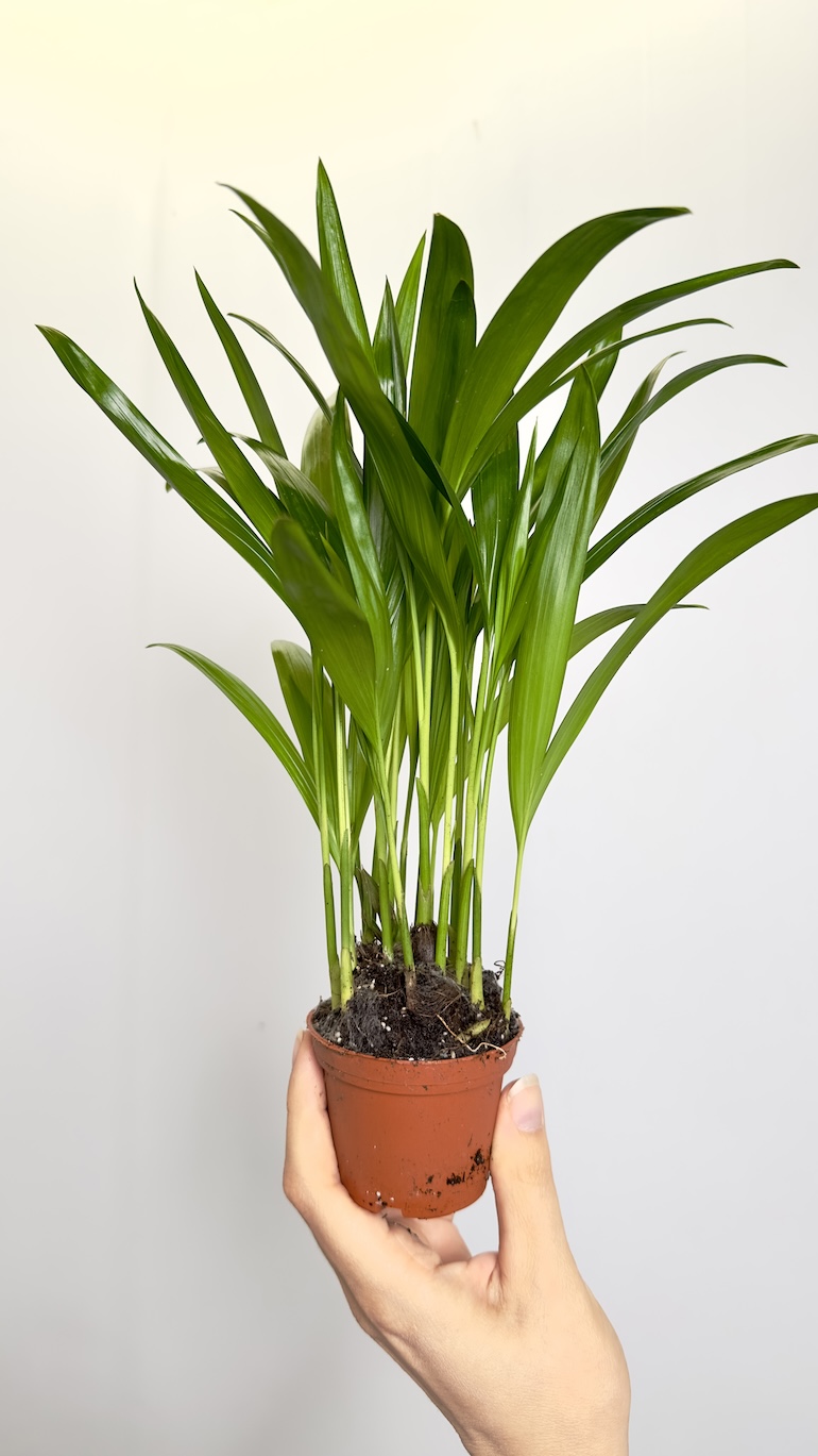 Areca Dyspis lutescens