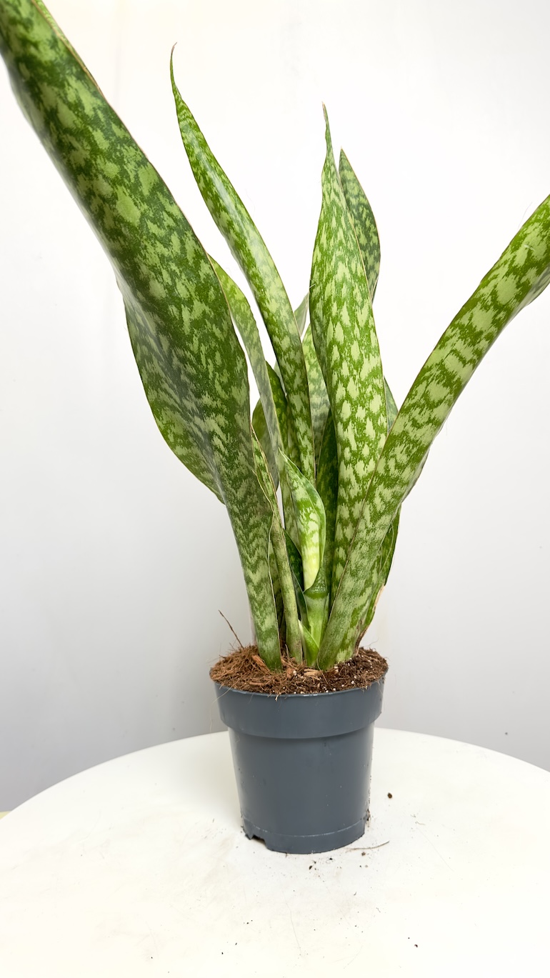 Sansevieria Aubrytniana Dragon