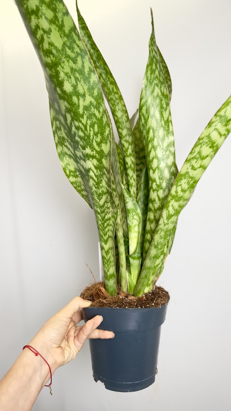 Sansevieria Aubrytniana Dragon