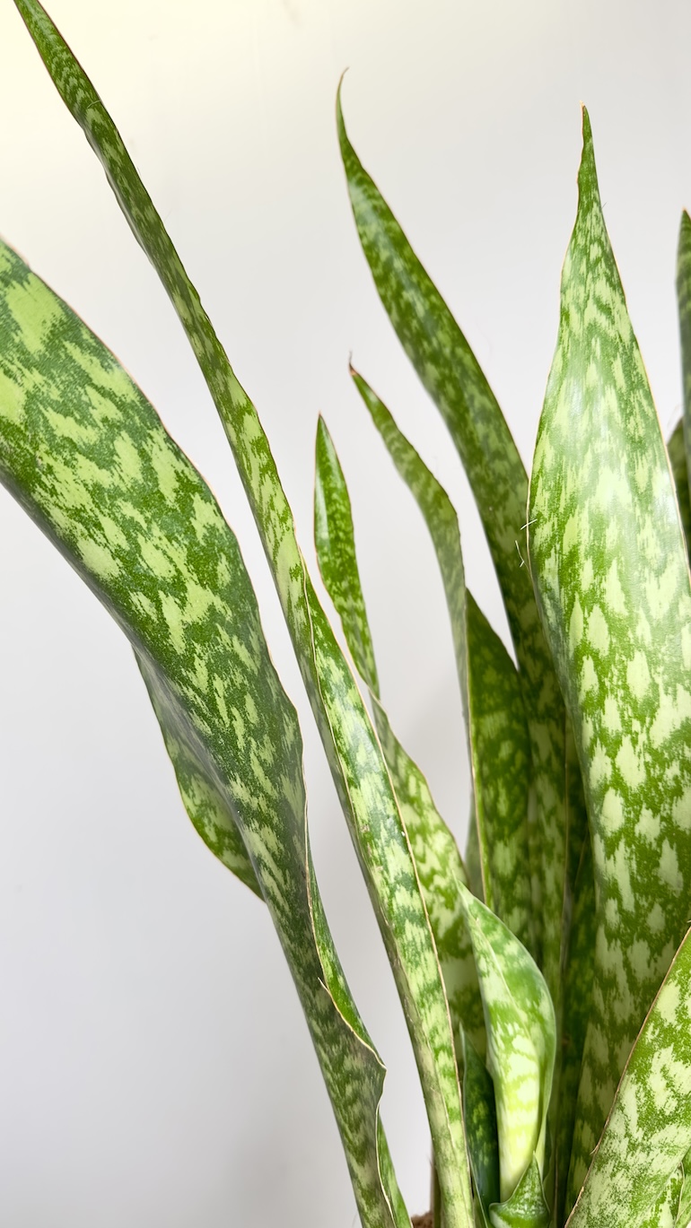 Sansevieria Aubrytniana Dragon
