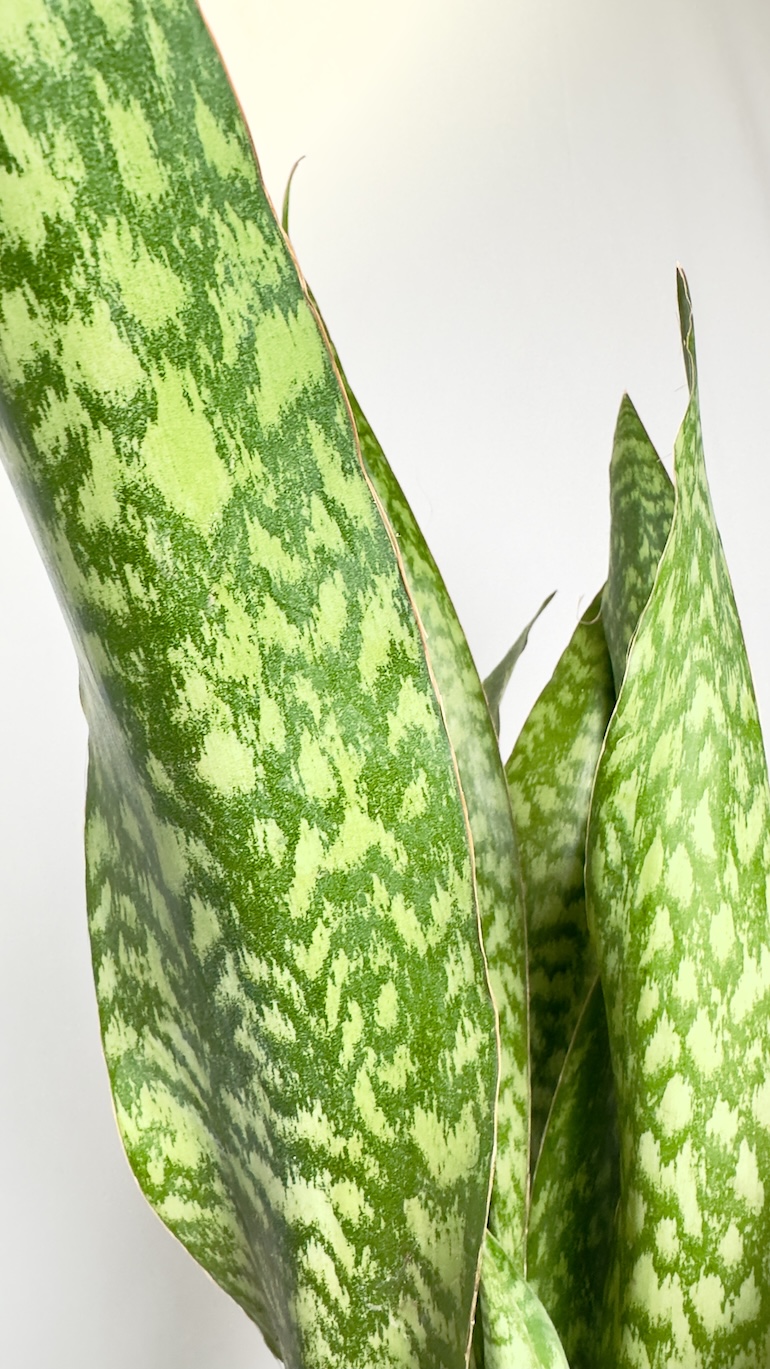 Sansevieria Aubrytniana Dragon