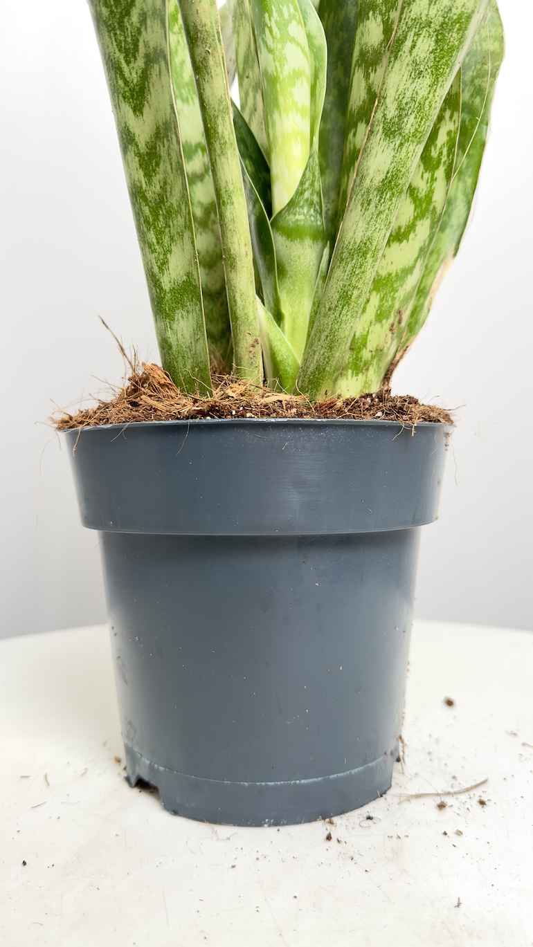Sansevieria Aubrytniana Dragon