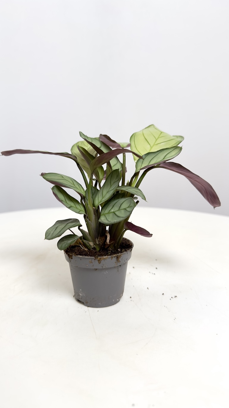 Maranta Amabilis Mint