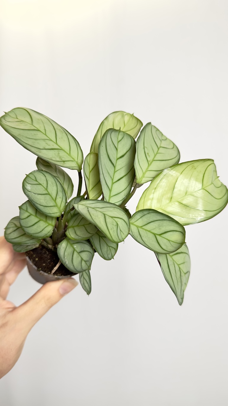 Maranta Amabilis Mint