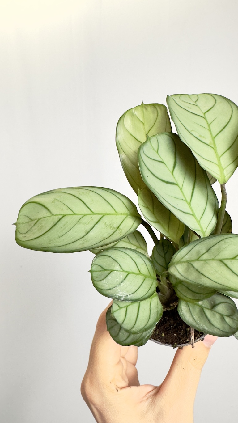 Maranta Amabilis Mint