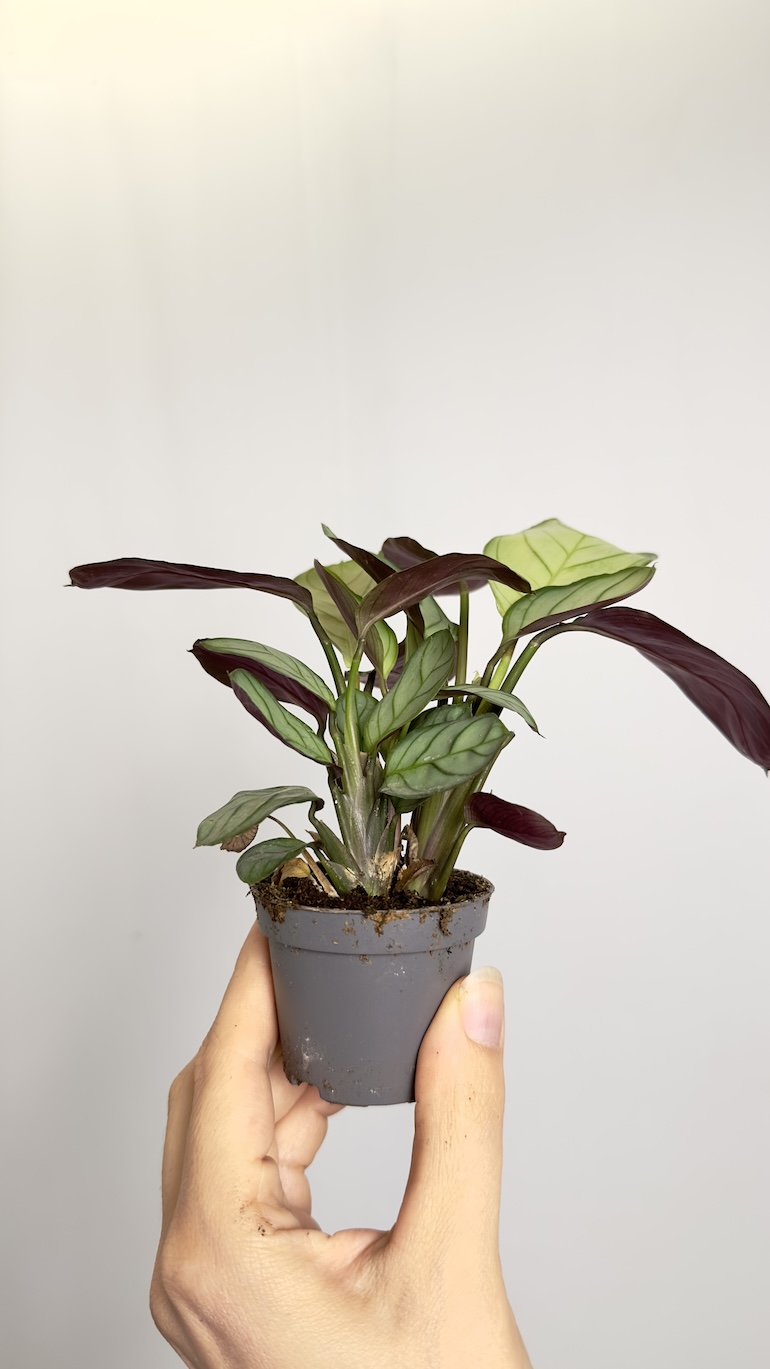 Maranta Amabilis Mint