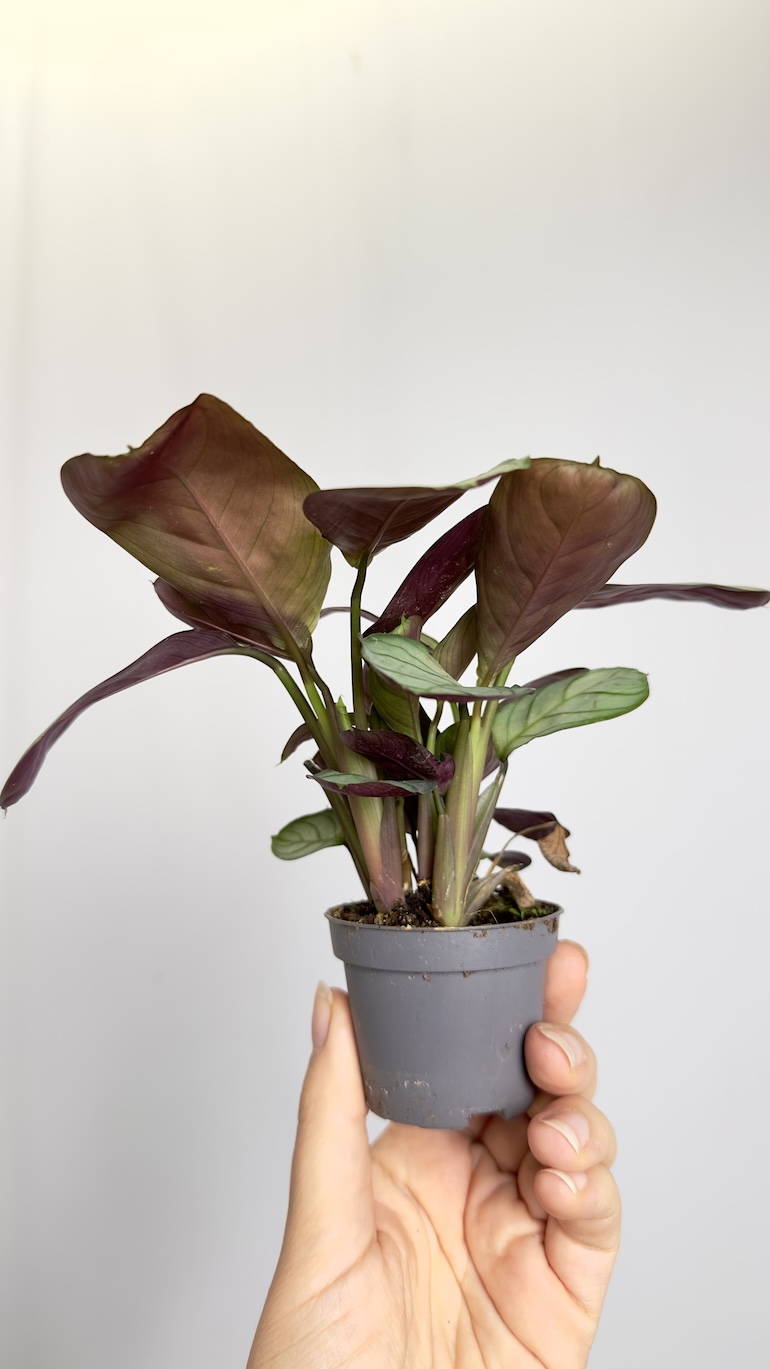 Maranta Amabilis Mint