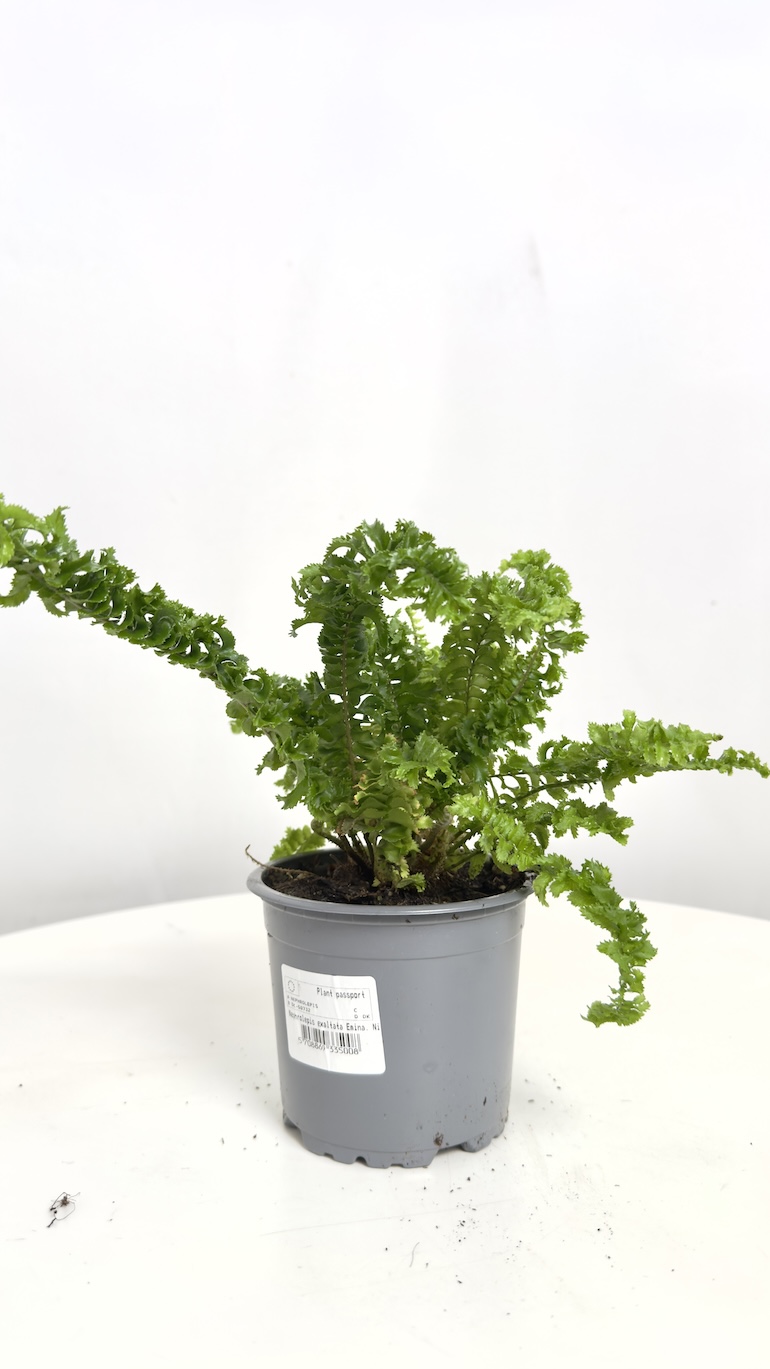 Nephrolepsis Emina