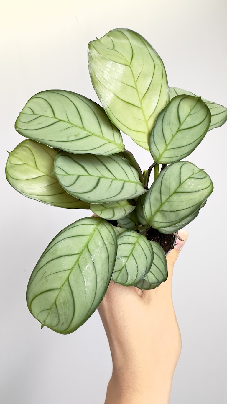 Maranta Amabilis Mint