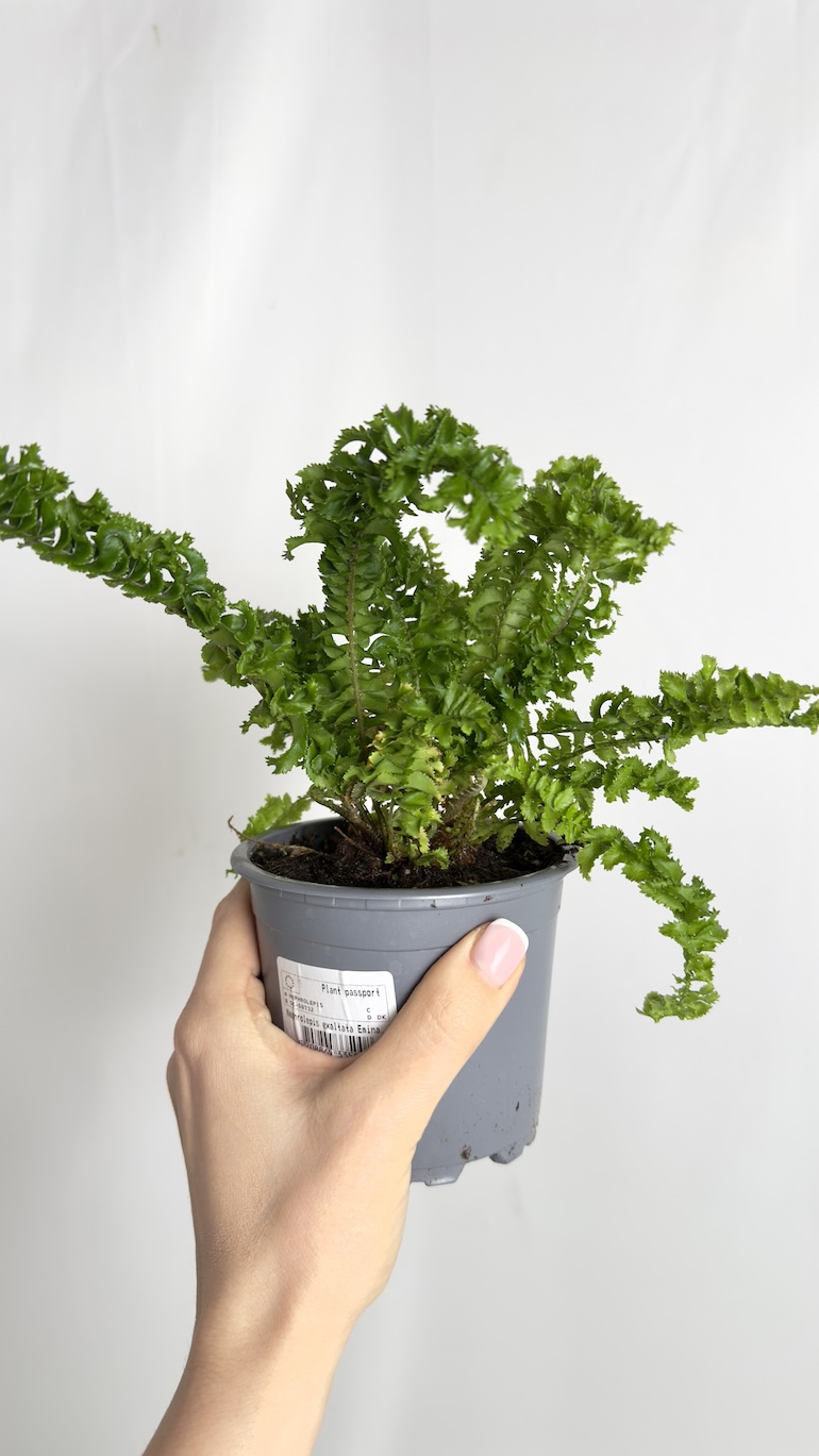Nephrolepsis Emina