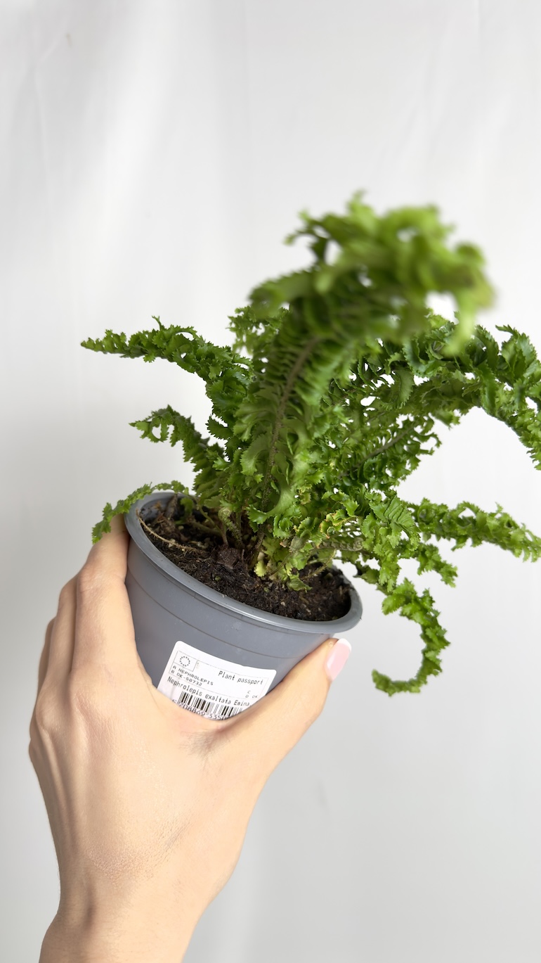 Nephrolepsis Emina