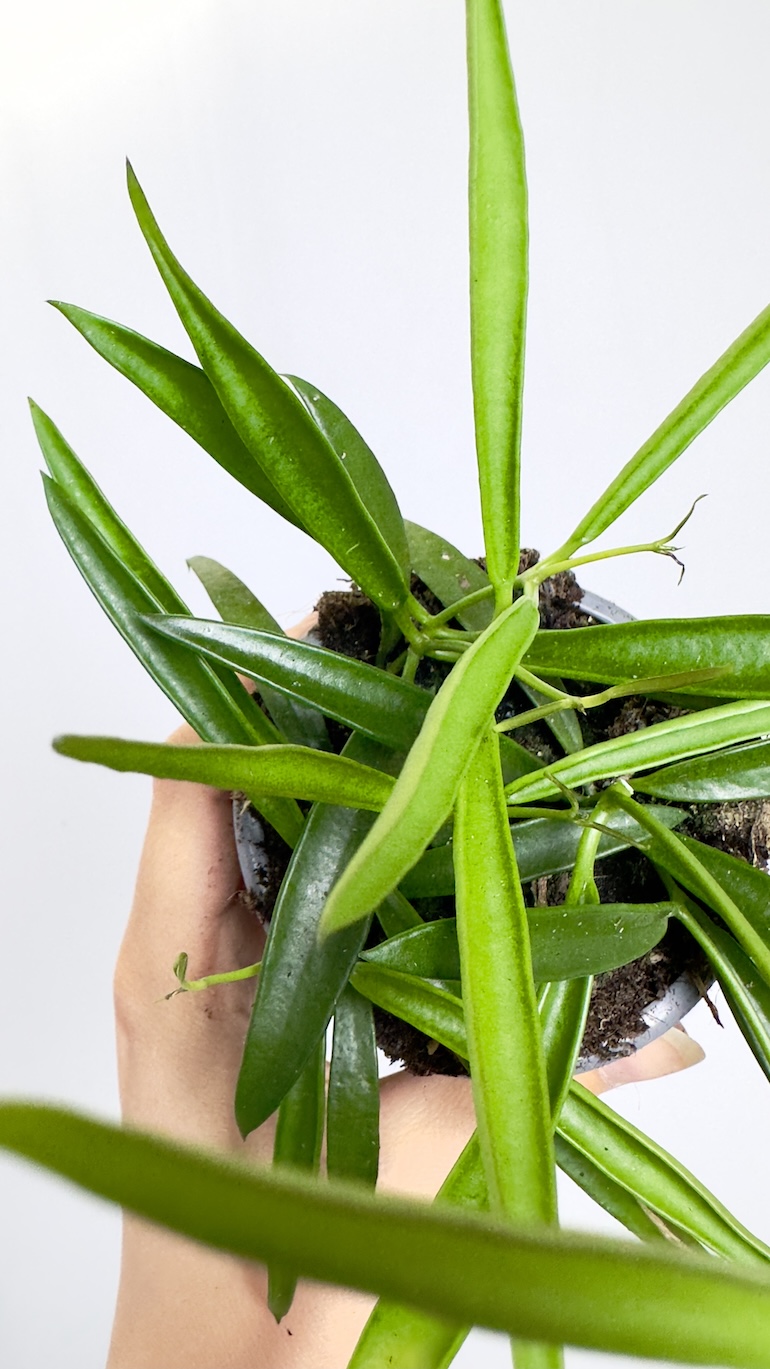 Hoya longifolia China Beans