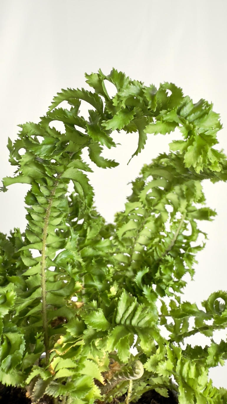 Nephrolepsis Emina