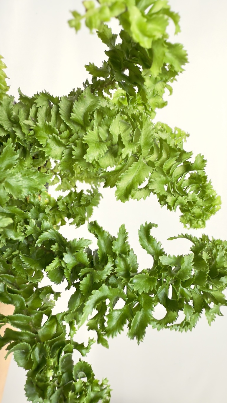 Nephrolepsis Emina