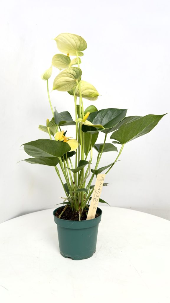 Anthurium vanilla