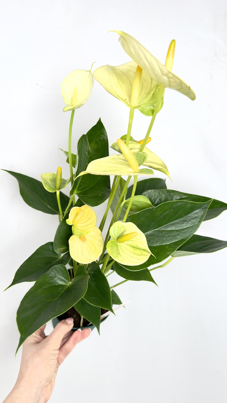 Anthurium Champion Vanilla