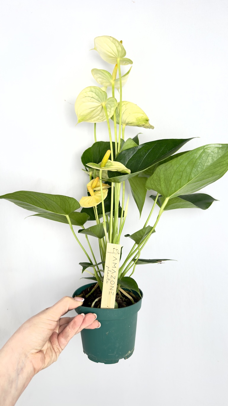 Anthurium Champion Vanilla