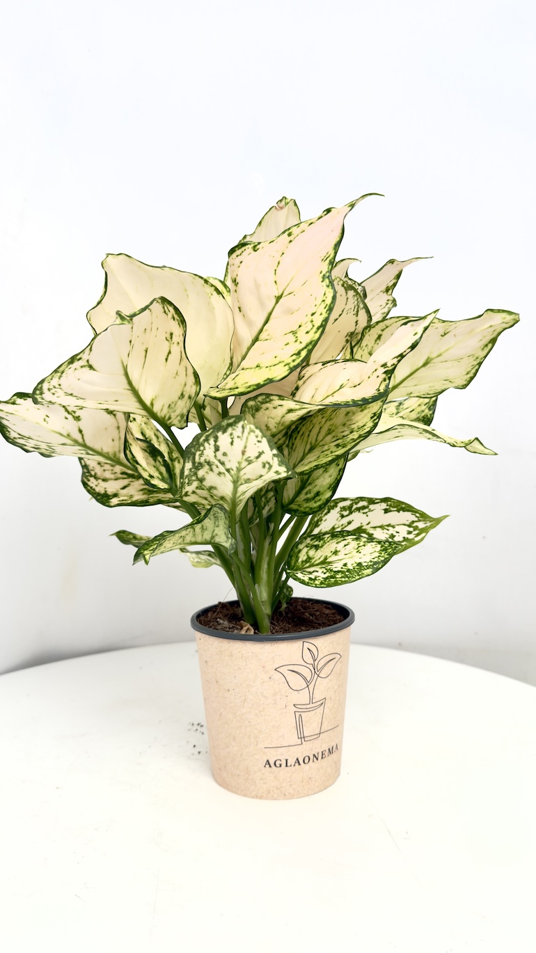 Aglaonema Eileen