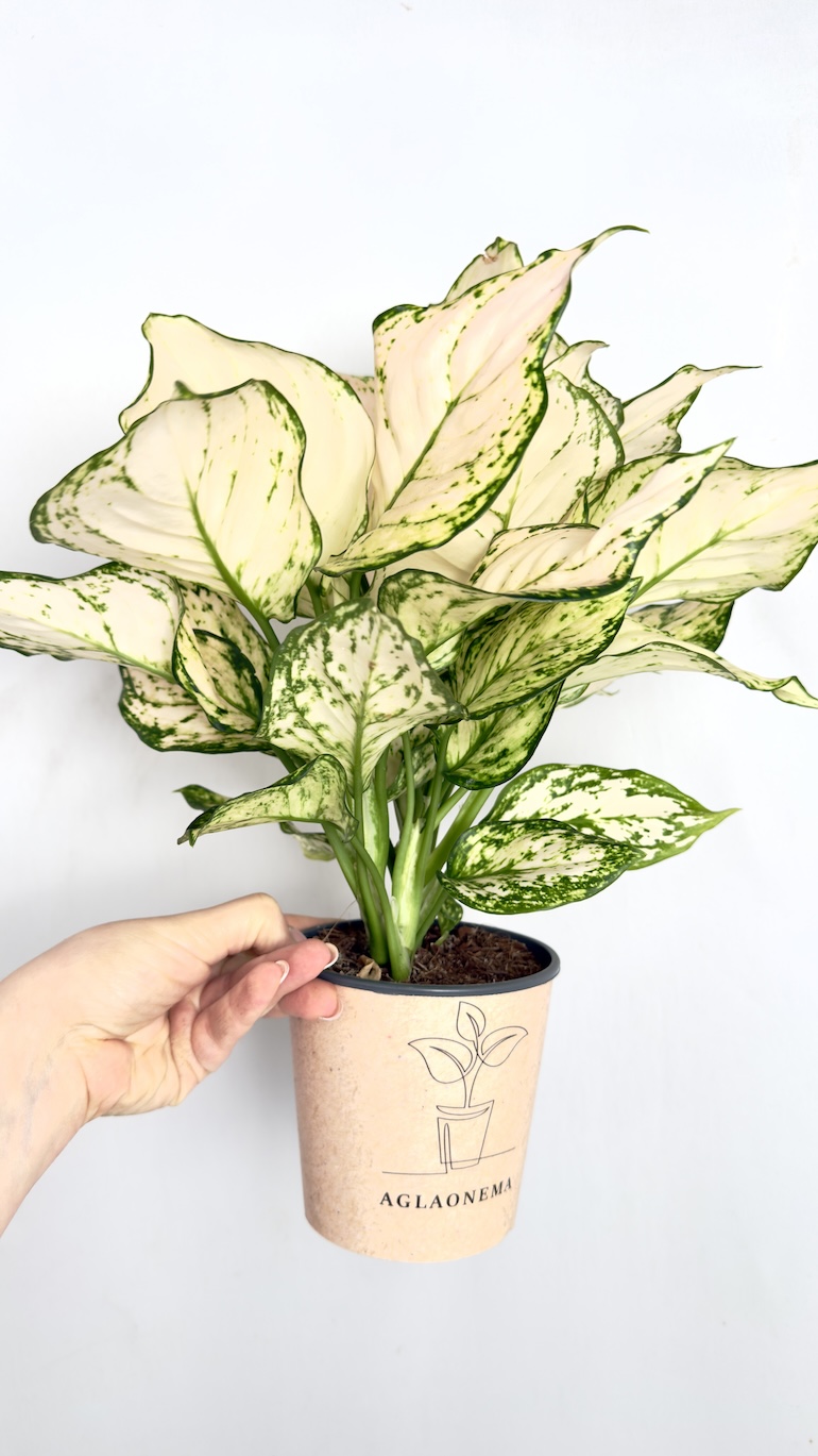 Aglaonema Eileen