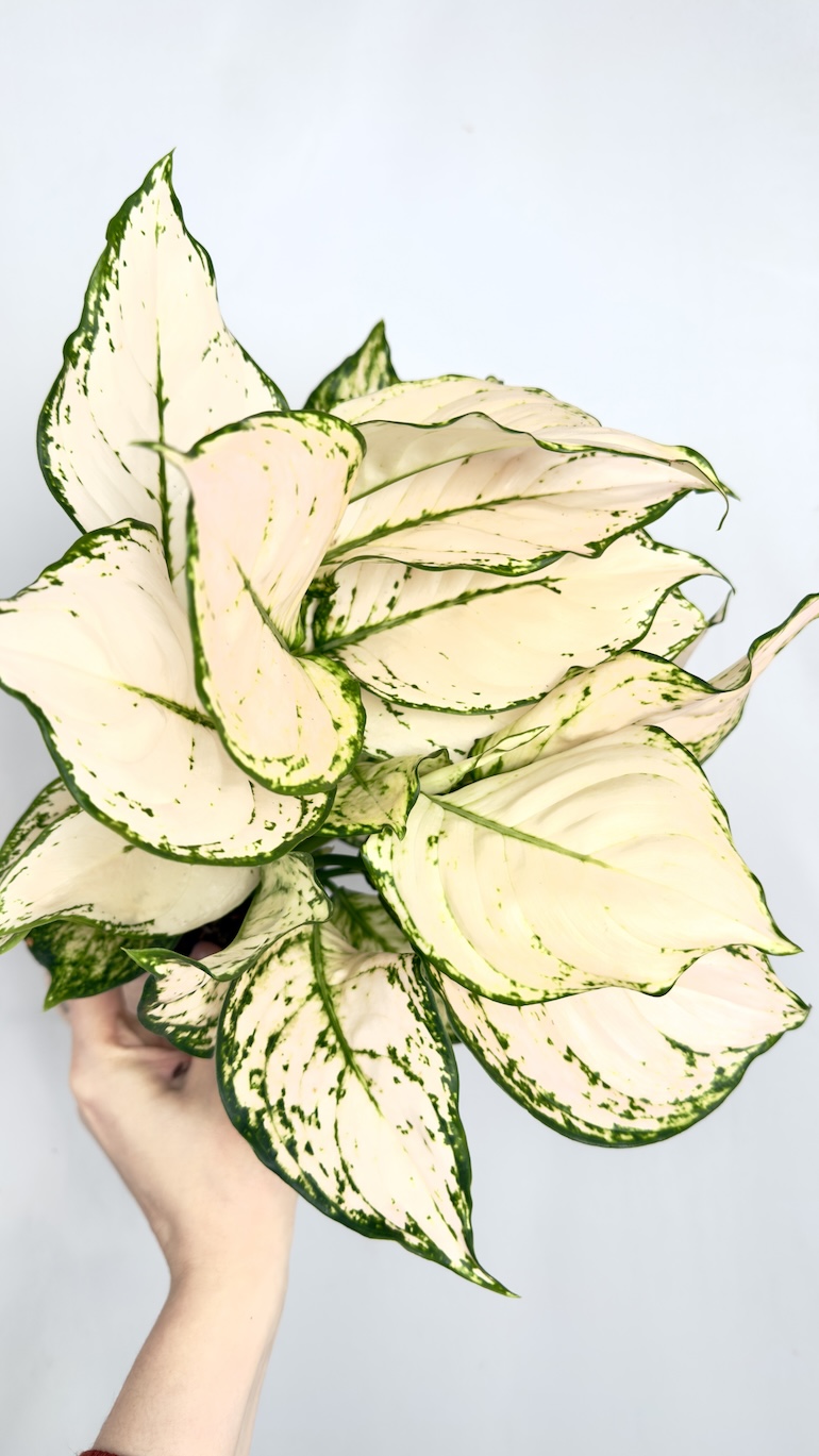 Aglaonema Eileen