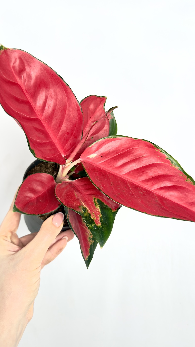 Aglaonema Chill Red