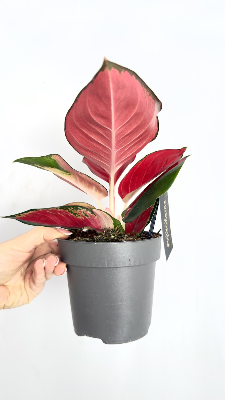 Aglaonema Chill Red