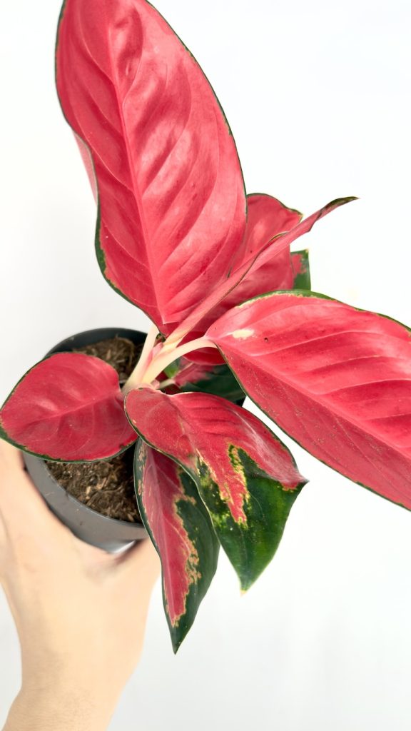 Aglaonema Chill Red o czerwono-różowych liściach z zielonym obrzeżeniem w doniczce, roślina doniczkowa do wnętrz