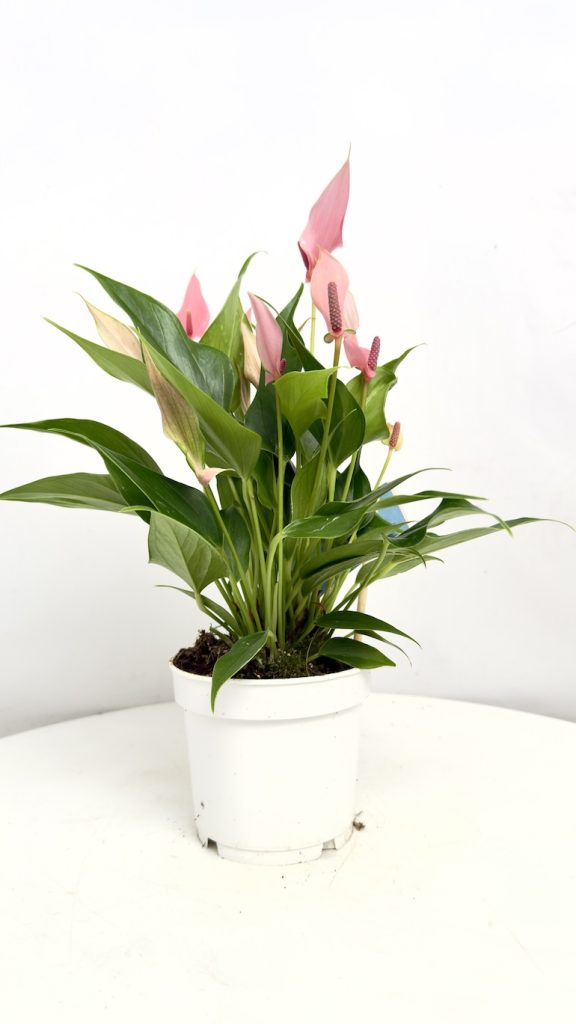 Anthurium Champion Lilli z delikatnymi różowymi kwiatami i błyszczącymi zielonymi liśćmi w doniczce, elegancka roślina doniczkowa do wnętrz