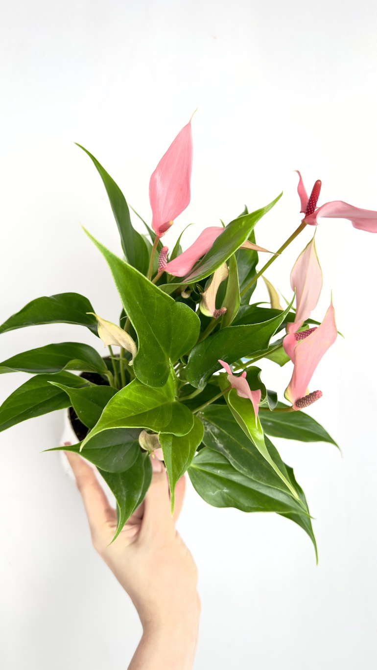 Anthurium Champion Lilli