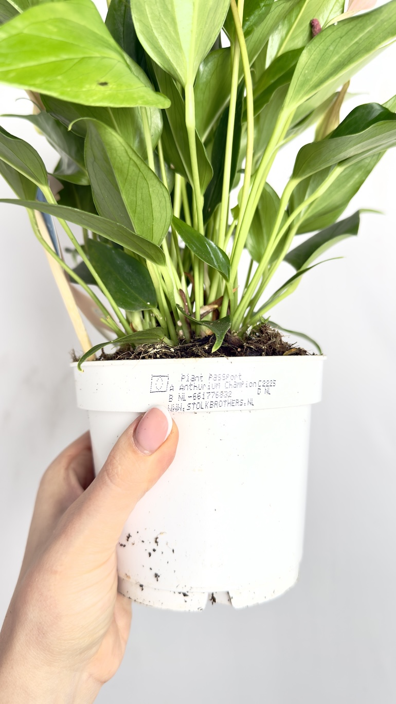 Anthurium Champion Lilli