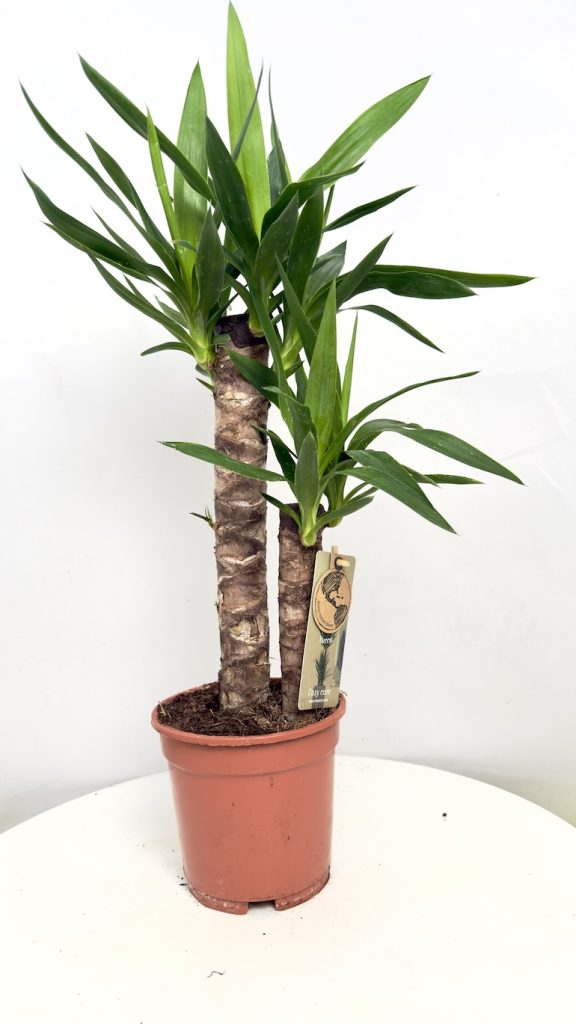 Yucca elephantipes o zdrewniałych pniach i sztywnych, zielonych liściach w doniczce, wytrzymała roślina doniczkowa do wnętrz