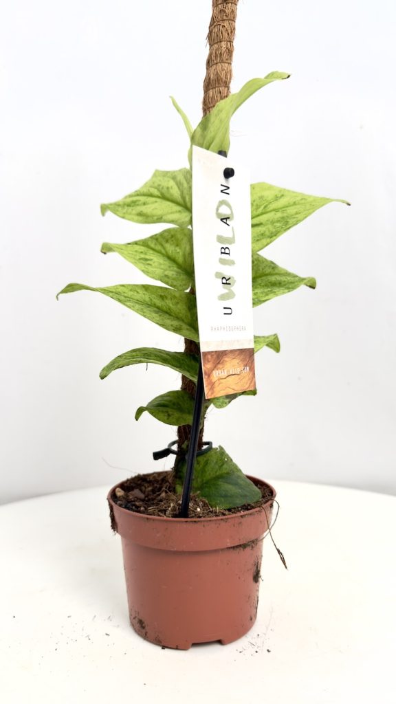 Raphidophora korthalsii Marble Aura o marmurkowych liściach przylegających do podpory, kolekcjonerska roślina pnąca typu shingle plant