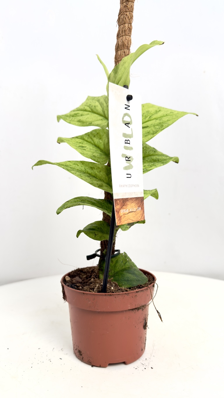 Raphidophora korthalsii Marble Aura